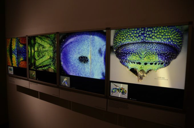 Wasp_exhibition__DSC3427